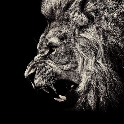 MaxMommu's profile picture. 