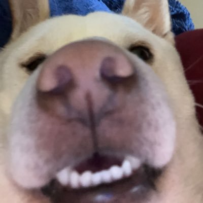 weluvjose's profile picture. I just work here