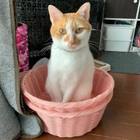 ししゃも (@unitarasee) 's Twitter Profile