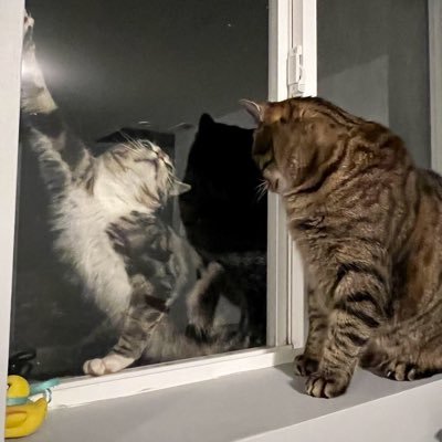 frozencrackers's profile picture. cats r very cewl