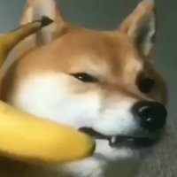 smwtdn (@somewhatdino) 's Twitter Profile
