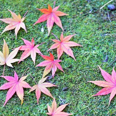 悠ゆ亭は会津猪苗代磐梯山の麓にある１日２組限定の小さな温泉旅館です。悠ゆ亭と会津の四時の移ろいを伝えます。