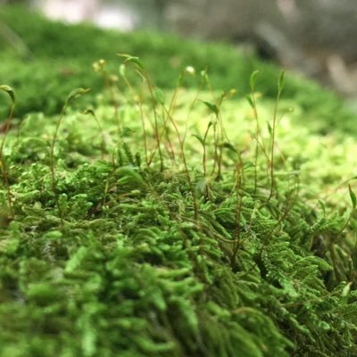 cocacolatriumph's profile picture. Fireworks and laughter