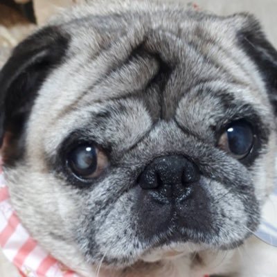 guumoneh's profile picture. よろしくおねがいします！