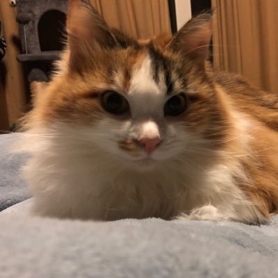 TULUGI_GOLD's profile picture. ポケモン歴27年/MH歴13年/ﾓﾝｽﾄ4垢勢/ｶｹﾞﾏｽ/特撮/転ｽﾗ/ﾃﾞｱﾗ/ﾘｾﾞﾛ/SAO/ﾀﾞﾝまち/ｵﾊﾞﾛ/盾なり/慎重勇者/鬼滅の刃/ﾋﾛｱｶ/ｽﾊﾟｲﾌｧﾐﾘｰ/五等分の花嫁/呪術廻戦/真の仲間/転生賢者/影の実力者/推しの子/地獄楽/ﾌﾘｰﾚﾝ/猫好き/家族猫(ミロン）きなは虹の橋を渡りました