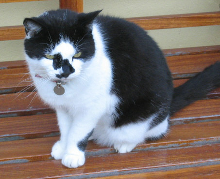 CatsProtection1's profile picture. Looking after the welfare of cats & kittens in our area through rescuing strays/unwanted cats & kittens/rehoming, encouraging neutering & giving advice