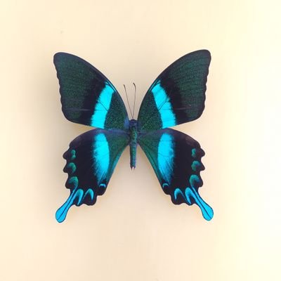 dgtakko9's profile picture. 