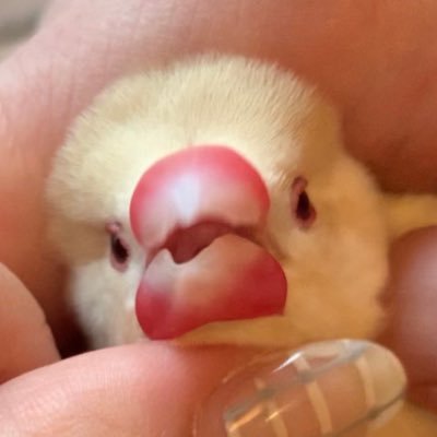 ピッピヨピヨ、ピッピヨピヨ、ピーイィィィぃぃ⤴︎ もったりしたクリーム文鳥（きなこもち？）のむぎちゃん♂です。かいぬし(1号2号)が代理でつぶやきます。