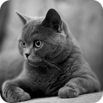 gaunanicirc1984 (@gaunanicirc1984) 's Twitter Profile