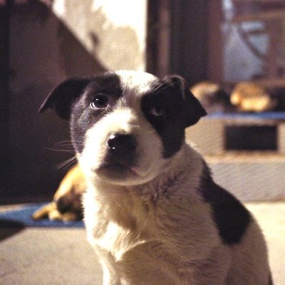 映画『ストレイ 犬が見た世界』🐕🐾絶賛公開中！