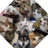 atmt0301's profile picture. 🐶大和　(柴♂⑭/H22.11.11)
🐱陸　(MIX♂⑤/R1.9.6)
🐱萩花　(ﾍﾞﾝｶﾞﾙ♀/🌈)
🐱颯太　(ｽｺﾃｨｯｼｭ♂⑤/R2.2.5)
🐱玲於　(萩花×颯太baby♂④/R2.12.17)
🐶武尊　(ﾁﾜﾜ♂③/R3.10.18)
🐱寧音　(ｽｺﾃｨｯｼｭ♀④/R2.11.17)