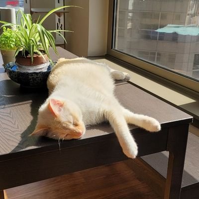 ryuen456's profile picture. 제5인격 감유저 주캐 이타콰