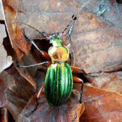 Kappafnbr's profile picture. 18 |  🇫🇷🇭🇺 |$700 | Fortnite player