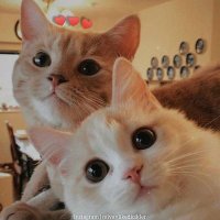 منـة اللّه 🌻 (@mennaaladeeb) 's Twitter Profile