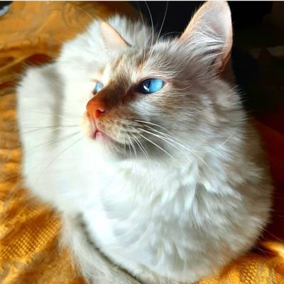 dayselovecat's profile picture. 