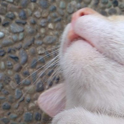 Forfillup's profile picture. Finally, balls
- me, 2020