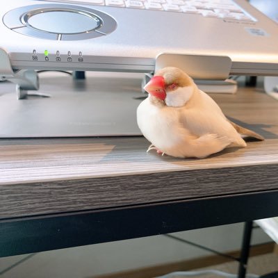 jampsukiskip's profile picture. 名古屋・大石昌良 令和2年公認会計士試験合格 令和5年修了考査合格 令和6年公認会計士登録済み