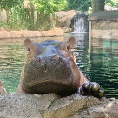 The #greenestzooinamerica is dedicated to creating adventure, conveying knowledge, conserving nature, and serving the community. Home of Fiona the hippo 🦛