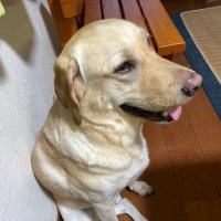 サクヤ (@sakuya11170037) 's Twitter Profile