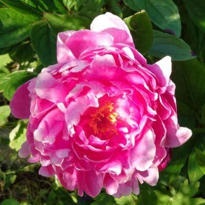 PAPIERenzo's profile picture. Creatief Kunstzinnig en op zoek naar de waarheid.