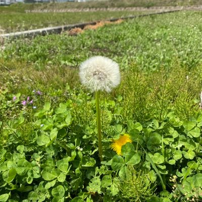 ohagedekitayo's profile picture. 生きにくい世の中だよ