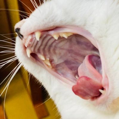 osushiiiiiiiiin's profile picture. 食べ物が好き。色んな国や地方の料理が気になる。タイ料理屋をやったり。音楽ライブにたまに行く。車でラジオを聴く。ネットばっかりしてる。スティールパンを買った。よく寝る。趣味のアカウント。青春とロマンに弱い。suchmos、オカモトズからのゼベワン、BND、チャウヌ、ついでに安住紳一郎