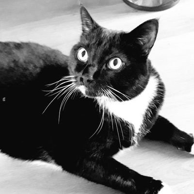 Mew I'm Smudge I'm 12 Years Old, And I'm A Tuxedo Polydactyl Boy Living In Birmingham Uk With My Adopted Mama @LilMissNeate 
@erosattacks @ObsidianAblade🐯❤