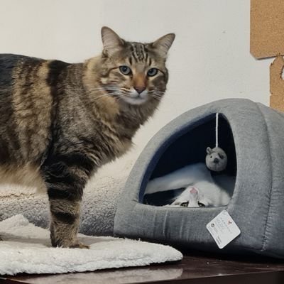 noritantochtli's profile picture. 