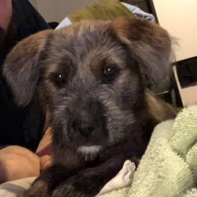 this was my account now it’s my dogs account because they’re more important :)