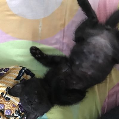 zosnabrag629's profile picture. 🏳️‍🌈🌈 INFP-T|Emotionally unavailable but wants to be loved. | Literally a platinum star gay😂