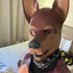 KRASH (@krashhuskyad) Twitter profile photo KRASH (@krashhuskyad) Twitter profile photo