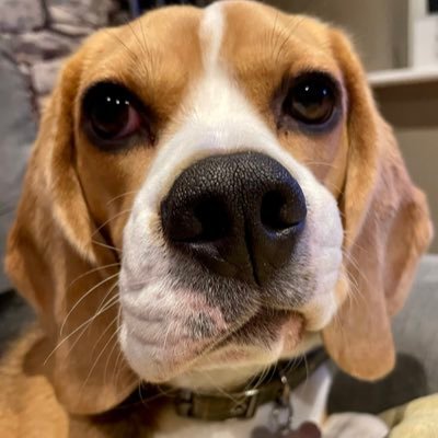 MoochMooch19's profile picture. Daily life of a beagling Beagle