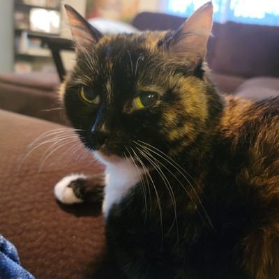 15 years young, castle matriarch, ruler of dominion, and the self-proclaimed prettiest kitty ever. The cat that speaks in a strange combination of tongues.