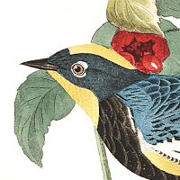 The Birdsong Project (@birdsongproject) 's Twitter Profile Photo The Birdsong Project (@birdsongproject) 's Twitter Profile Photo