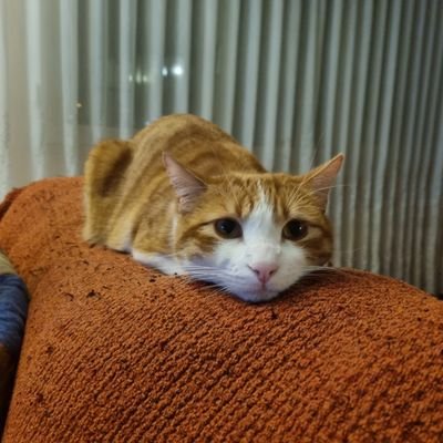 Csarlvarez3's profile picture. Si se puede hacer, se debe hacer. Zerling fan. Algun día seré tan buen vendedor de aspiradoras como kyubey. Kendoka en proceso