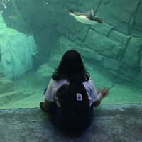Ghazal Qadri (@ghazalqadri1) 's Twitter Profile