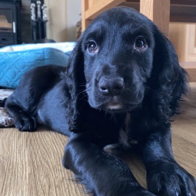 16.10.2021🏡 hiya guys, i’m a 5 month old cocker spaniel and into everything and anything🙃