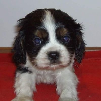 rtatalo's profile picture. #Apnea  #flamenco @vientoflamen @sdadmud #Udine #gdmudine