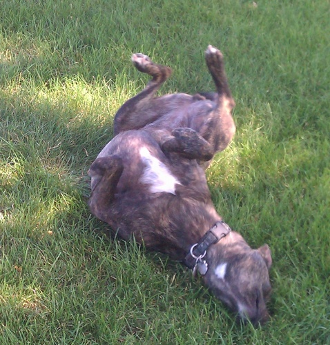 breanut's profile picture. Hungry. Walk. Hungry. Walk. Hungry.