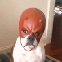 GC (@gc_rmcf) 's Twitter Profile