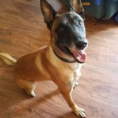 K9 for the Harrison Co. West Virginia Sheriff's Office
6 Year Old Belgian Malinois