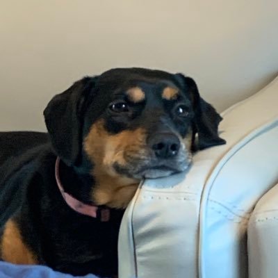 MissouriVirgo91's profile picture. 