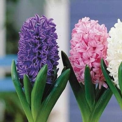 SanaKam74950922's profile picture. اللّٰه کے خزانوں میں سب سے قیمتی چیز راہِ ہدایت ہے.
جو اس راہ پر چل پڑا اس نے سب کچھ پا لیا.