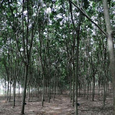 RuyingP's profile picture. 