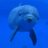 delfini (@okeanos2634)