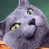 axitt (@axittblue) 's Twitter Profile