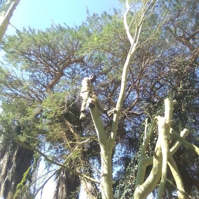 Treefelling around Gauteng SouthAfrica