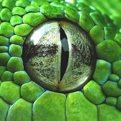 CloneSerpent's profile picture. im 21 and STOP SPAMMING MY ASS!