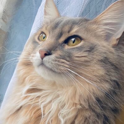 skさんのプロフィール画像