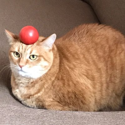 Phlrer's profile picture. 主な生息域は型月。シエル先輩が好き。NLをあげると喜ぶ。成人済み。